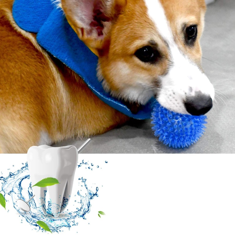Haustier-Spielzeugball für Kat – Pet Dental Chew Toy Bewertung und Preis