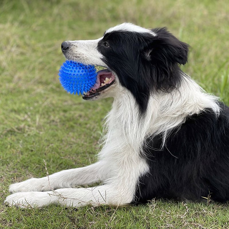 TPR Quietschendes Haustier-Kau – Pet Dental Chew Toy Bewertung und Preis
