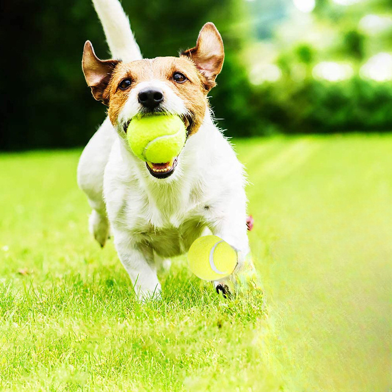 Interaktives Gestreiftes Gummi – Pet Dental Chew Toy Bewertung und Preis